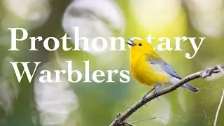 Prothonotary Warblers | Wildlife Photography | Kayak Photography