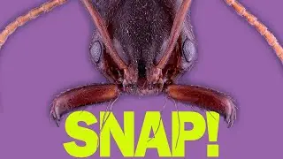 How do trap-jaw ants perfectly time their snaps?