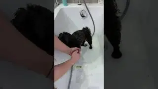 This is the magic of black dogs 👹🥲