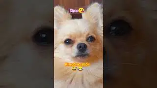 хпхп нас хаус #собака #дворняжка #дворняжкахэнк