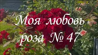 Моя любовь - роза №47. Питомник растений Е. Иващенко