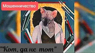 Исмагил Шангареев: мошенничество – «Кот, да не тот»
