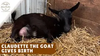 Claudette the Goat Gives Birth