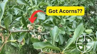 Early August Scouting For Fall Mass Crop