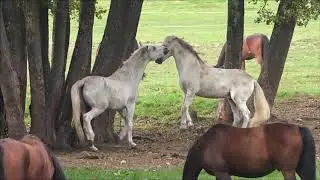 🔥Цыганская песня🔥