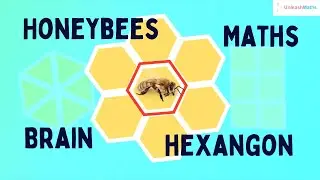 Are honeybees really genius? | Maths | Hexagon