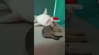 котята чаузи
