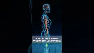 6 BENEFICIOS de la ARTEMISA para la SALUD 💚