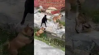 Кошка победила СМЕЛОСТЬЮ хищника 😲🔥🐈