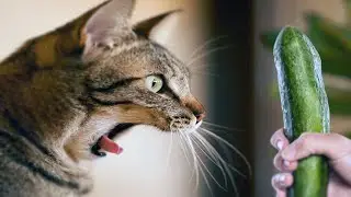 Why Are Cats Afraid of Cucumbers? / Kediler Neden Salatalıktan Korkar?