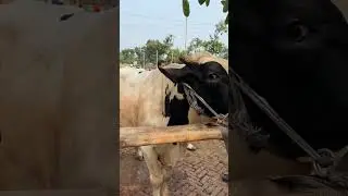 বড় সাইজের ষাড় গরু #গরুর_হাট #cow