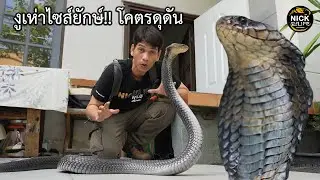 ลุยดิบ EP.129 งูเห่าไซส์ยักษ์!! โคตรดุดัน