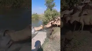 KOYUNU SUYA ATINCA DİĞERLERİDE SUYA ATLADI