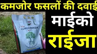 mycorrhiza bio fertilizer, माइकोराइजा  खाद की सम्पूर्ण जानकारी