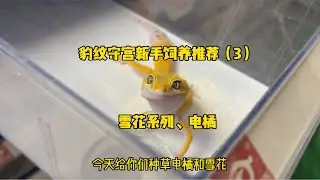 豹纹守宫新手饲养推荐（3）雪花、电橘