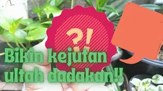 #birthdaysurprise #baking #birthdaycake BIKIN BIRTHDAY CAKE DADAKAN!! HASILNYA BIKIN PUAASSSSS!!!