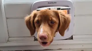 when your puppy discovers the cat flap!