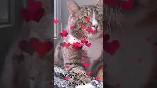 СМЕШНЫЕ КОШКИ / ПРИКОЛЫ С КОШКАМИ