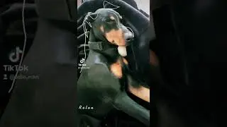 #doberman