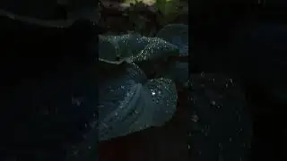 Продаётся дом на берегу озера в красивейшем месте🌿 участок 14сот. дом150кв.м, рядом конюшня! #лошади