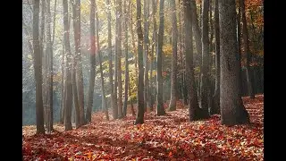 Шелест листьев. Шорох опавшей листвы