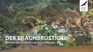 Wildtier-Webinar zum Braunbrustigel