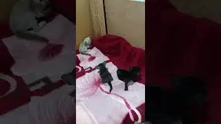 Выводок Йоды растет 07 09 23
