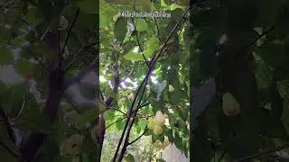 Java appale, wax apple , Syzygium samarangense fruits on tree #fruittree  #orchard #farming