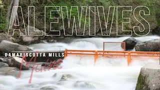 Alewives at Damariscotta Mills Fish Ladder vs Seagulls