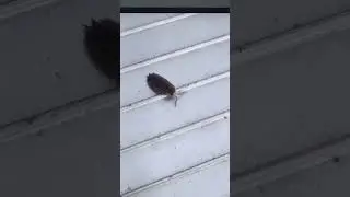 Foton-3 rocket launching 2 crawling bugs.One didn't survive.