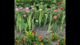 How to make new garden bed without chemicals: results are in!