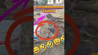 cara mandikan komodo😄#viral #viral #shortsvideo #trending #tranding #trendingvideo