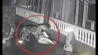LEOPARD VS DOGS! Leopard attacks dogs. Leopard in Action PART 2