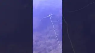 Сингиль.