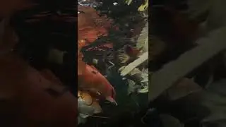 Утки с рыбами битва за еду! 