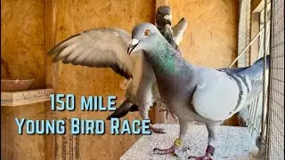 150-Mile Pigeon Race: Solid Performance for a Small Team