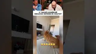 With a pet owner like this, you'll be out of your mind 😹