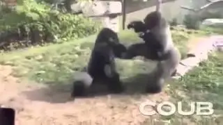 Чечня драка "Red cats"