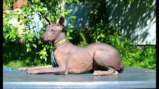свободная стойка на примере щенка ксоло