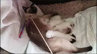 Тайские котята. Родители