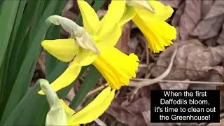 Cleaning out the Greenhouse in Spring