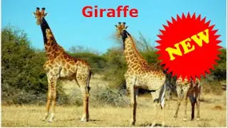 Learning Animals Sounds And Names For Children And Babies - Learn Wild Animals Names for  Kids