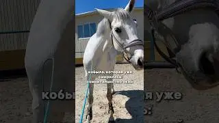 я хочу такую же нервную систему, как у моей лошади 😂 