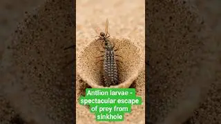 Antlion larvae - spectacular escape of prey from sinkhole 😱 