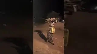 Fearless African women walks past Hyenas #hyena #hyenas