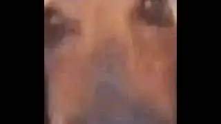 Psychic Dog