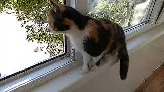 Кошка Мотя очень сильно боится улицы