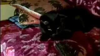 Кота тошнит от расчёски