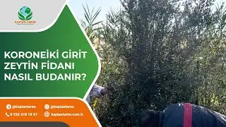 KORONEİKİ GİRİT ZEYTİN FİDANI NASIL BUDAMA YAPILIR?