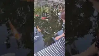 карпы Кои в парке Галицкого #карп  #кои #краснодар #паркгалицкого